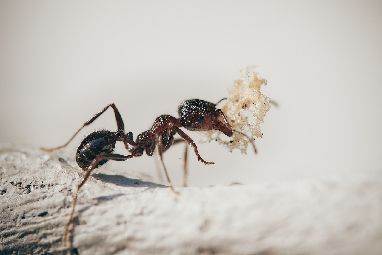 Vérification de la présence d'insectes xylophages