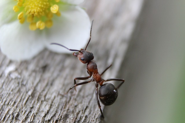 nuisance des fournis sur le bois