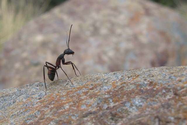 fourmis