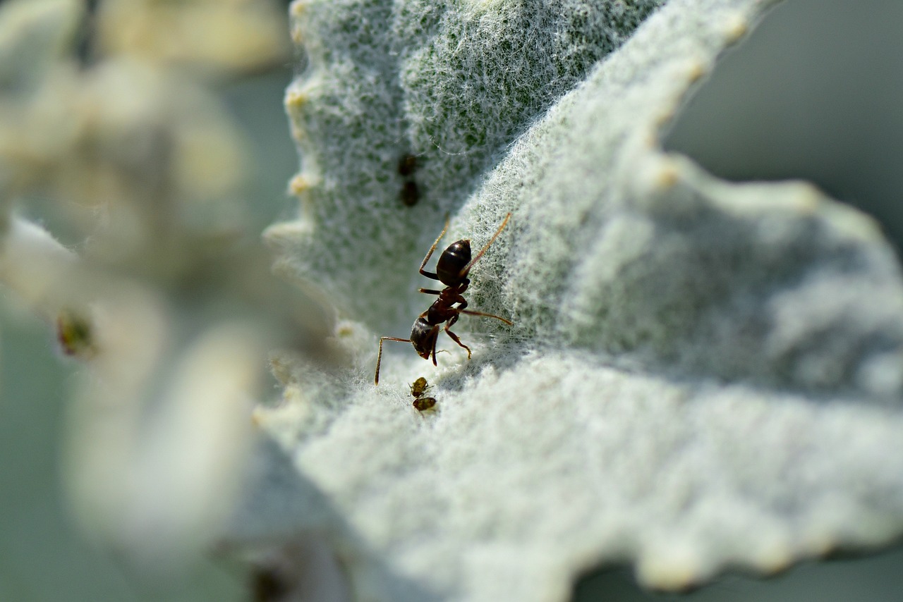 diagnostic immobilier de termites